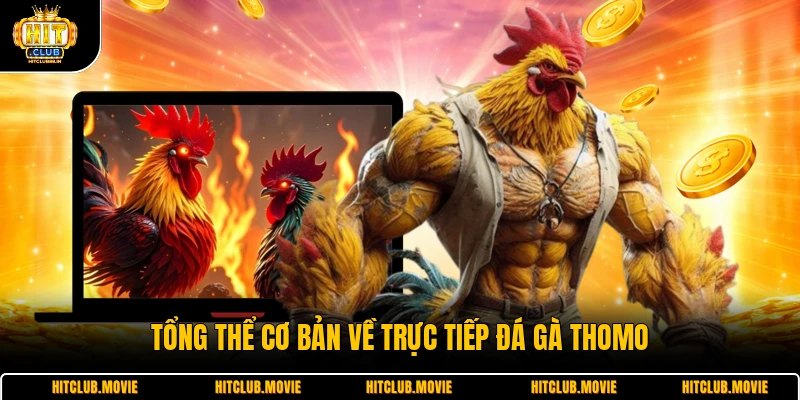 Tổng thể cơ bản về trực tiếp đá gà Thomo